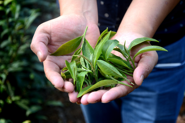 火門山上的茶葉夢(mèng) 一位逐夢(mèng)者的堅(jiān)守與希望